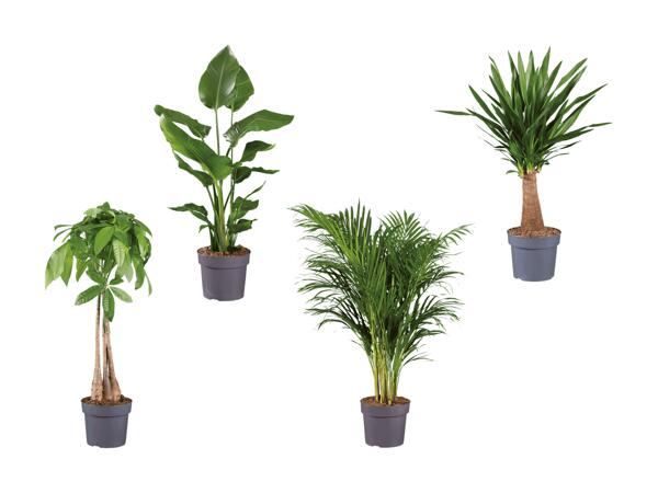 Plante verte solitaire