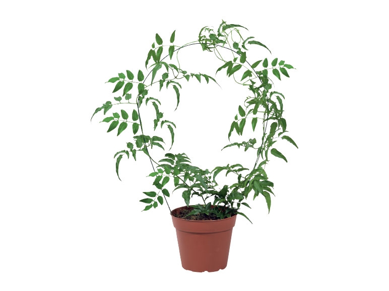 Jasmine and Stephanotis - Available from 5th March