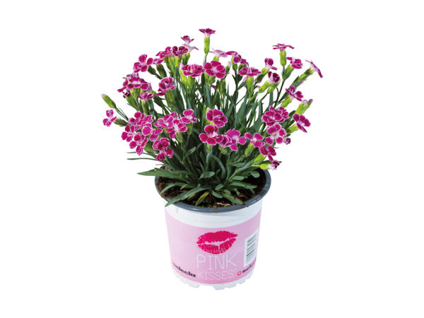 Dianthus Pink Kisses1