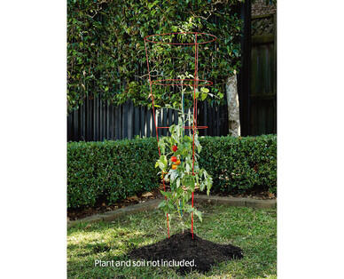 Tomato Cage