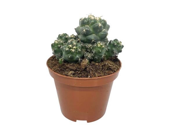 Cactus or Succulents