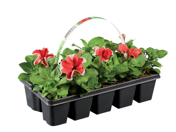 Garden Plants