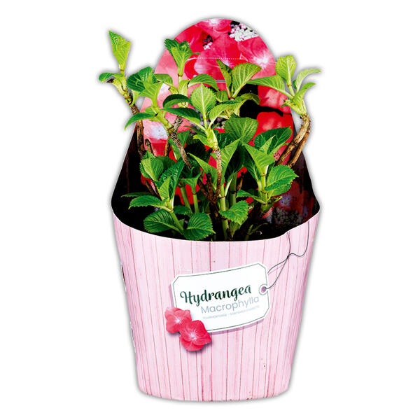 Tellerhortensie