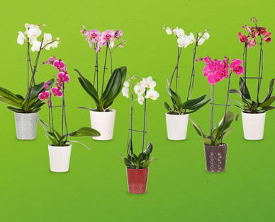 Orchidee