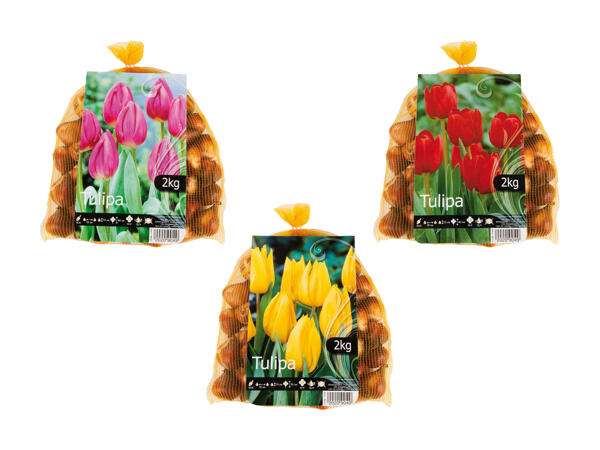 Bulbes de tulipes