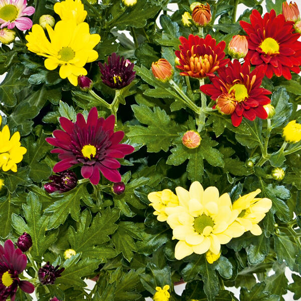 Chrysantheme