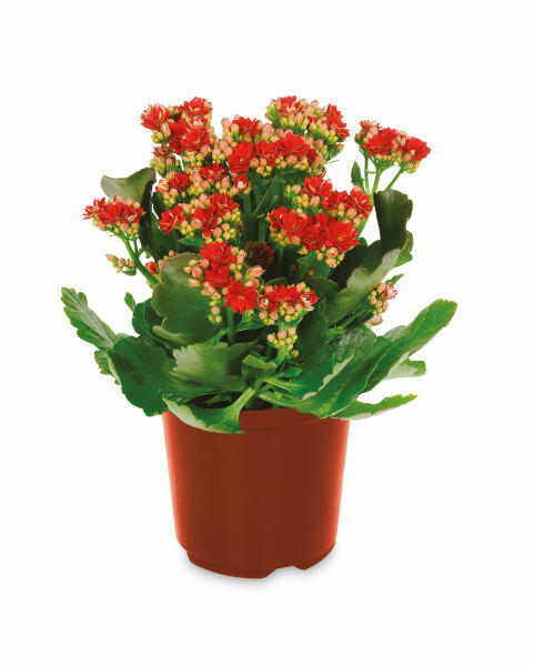 Kalanchoe