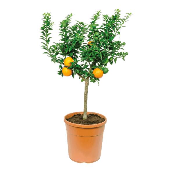 Mediterraner Baum