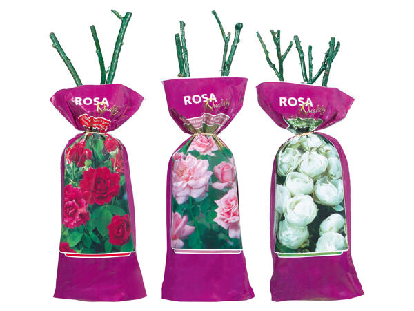 Edel-, Beet- oder Kletterrose