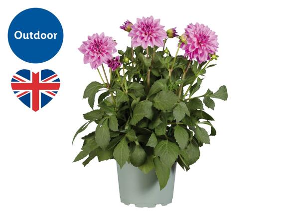British Dahlia