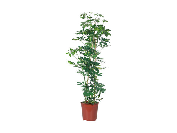 Store, grønne planter