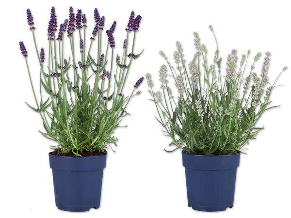 Lavendel angustifolia