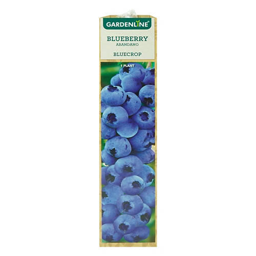 Berry Bush Assorted Varieties