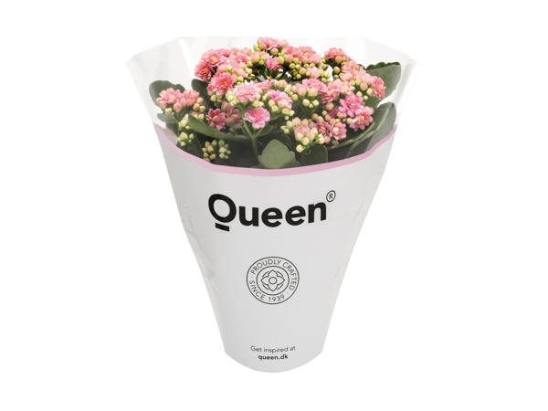 Brændende kærlighed (Queen)