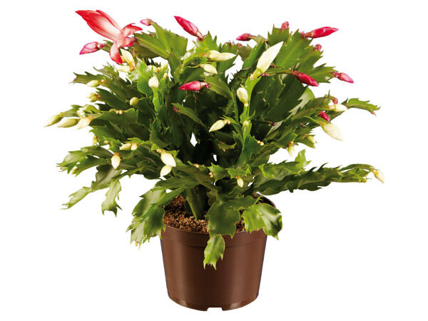 Schlumbergera Duo (Weihnachtskaktus)