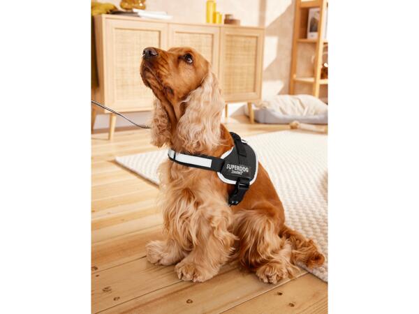 Dog Harness