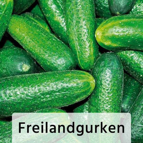 Gemüsepflanze