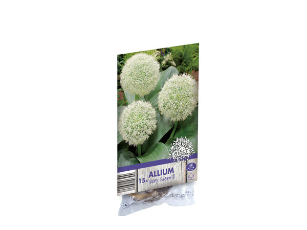 Bulbes d'Allium
