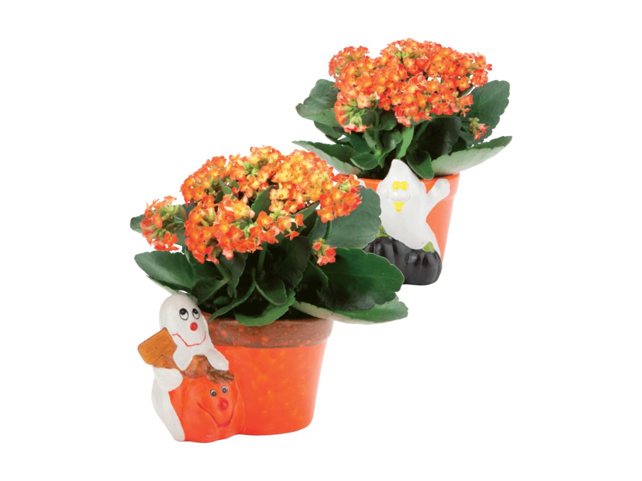 Flaming Katy in Halloween Pot