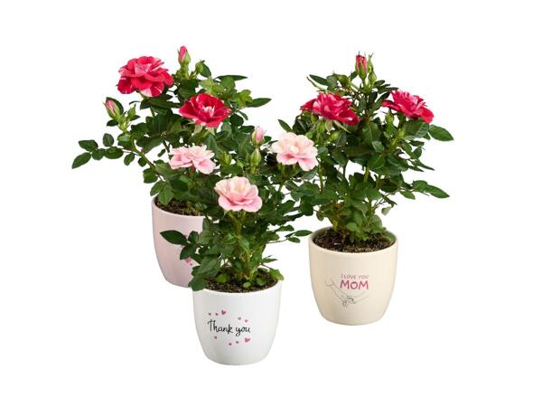 Roses mini