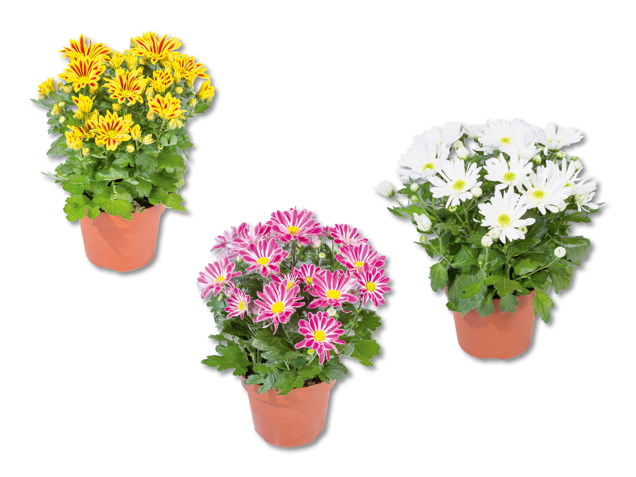 Chrysanthème "Elle Fleur"