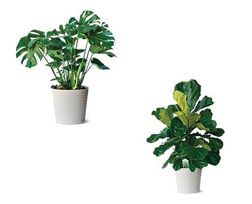 10" Foliage Assorted Varieties