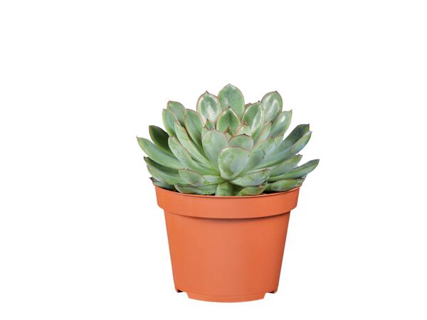 Succulent