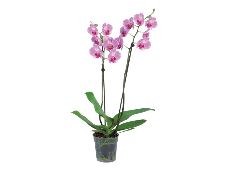 Phalaenopsis