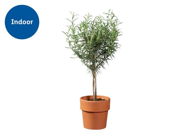 Italian Herb Tree in Terracotta Pot