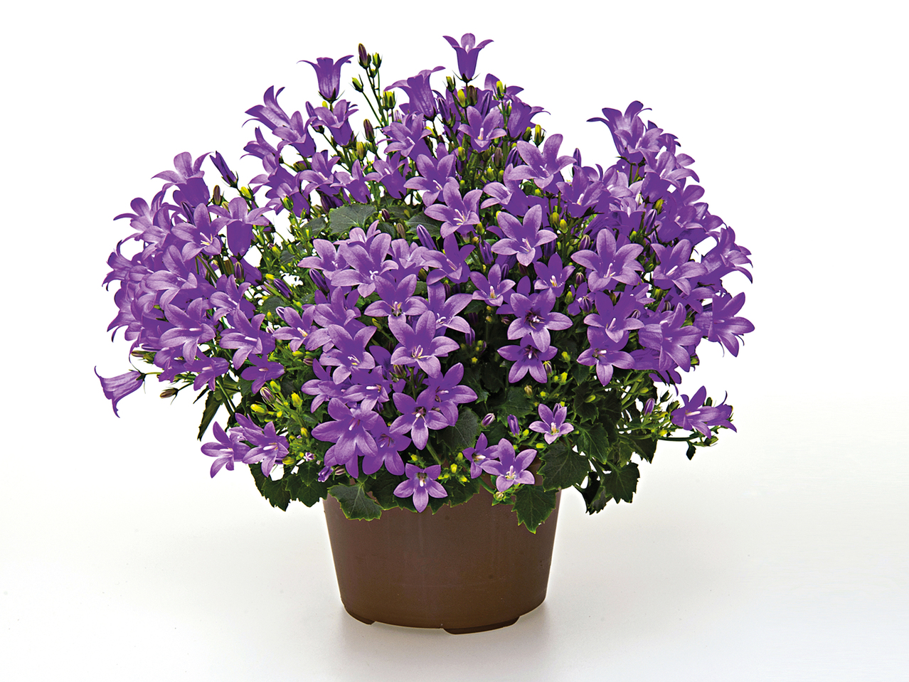 Campanula1