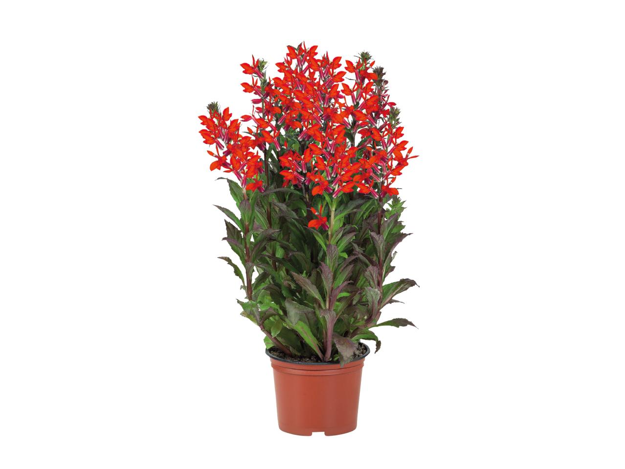 Garden Plants1