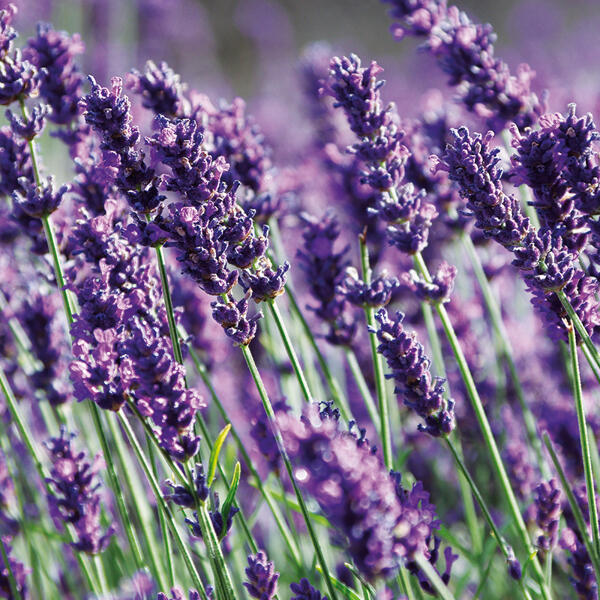 Garten-Lavendel