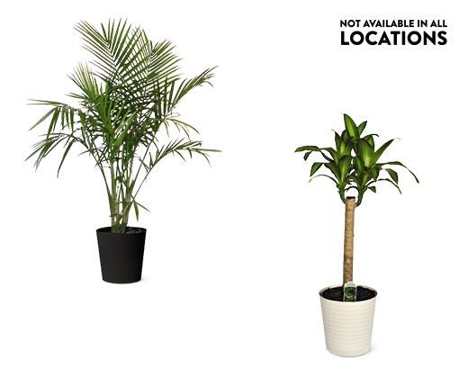 10" Foliage Assorted Varieties