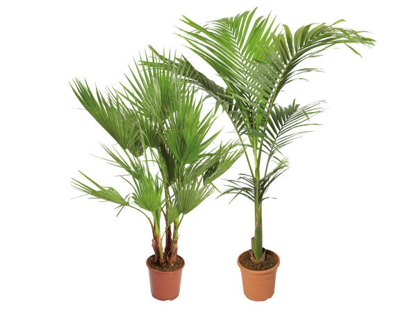Selection of Palms