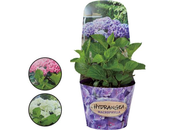 Hortensia/ Luktpion