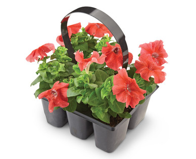 6-Pack Annuals