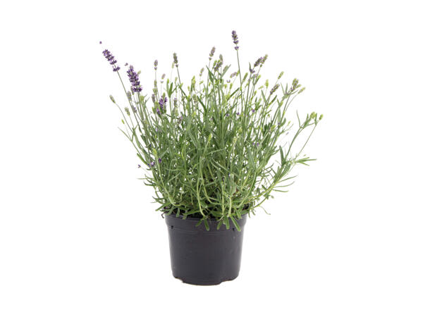 Lavendel Hidcote Blue