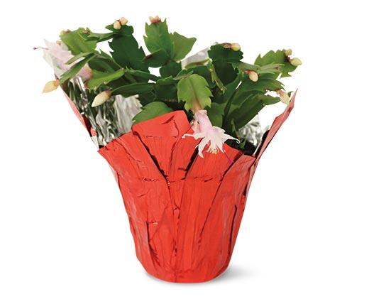 5" Christmas Cactus Assorted Colors