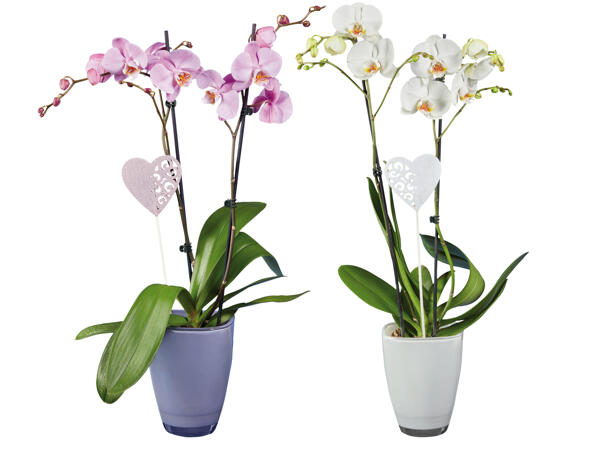 Orchidee in Glasübertopf
