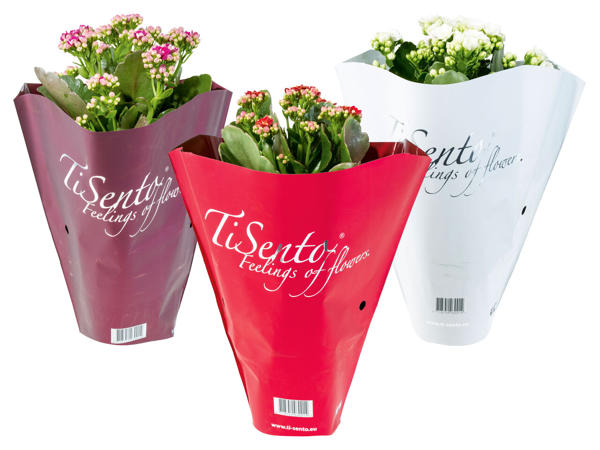 Kalanchoe Xmas