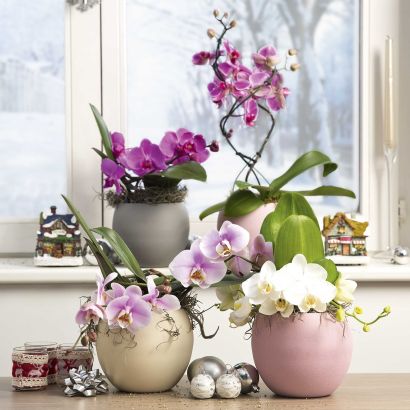 Orchidee