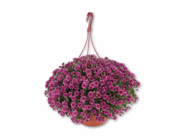 Chrysantemum Skyfall