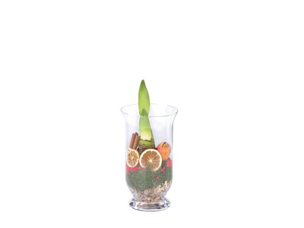 Amaryllis In Glass Vase