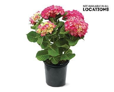 8" Hydrangea Assorted Colors
