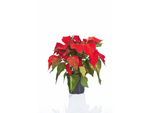 Rose de Noël