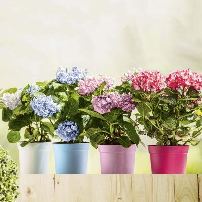 Plante d'hortensia