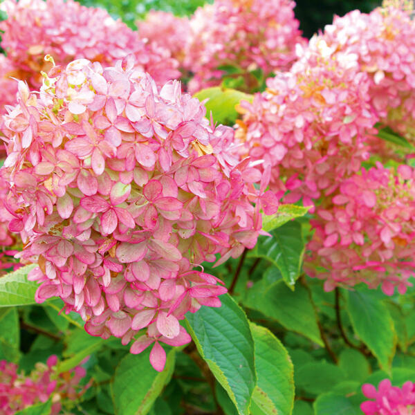 Rispenhortensie