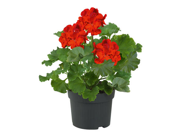 Standing Geranium