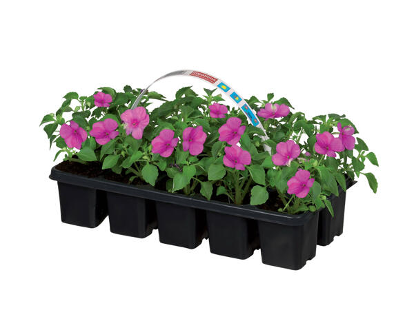 Plantes pour parterre