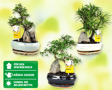 Bonsai-Mix